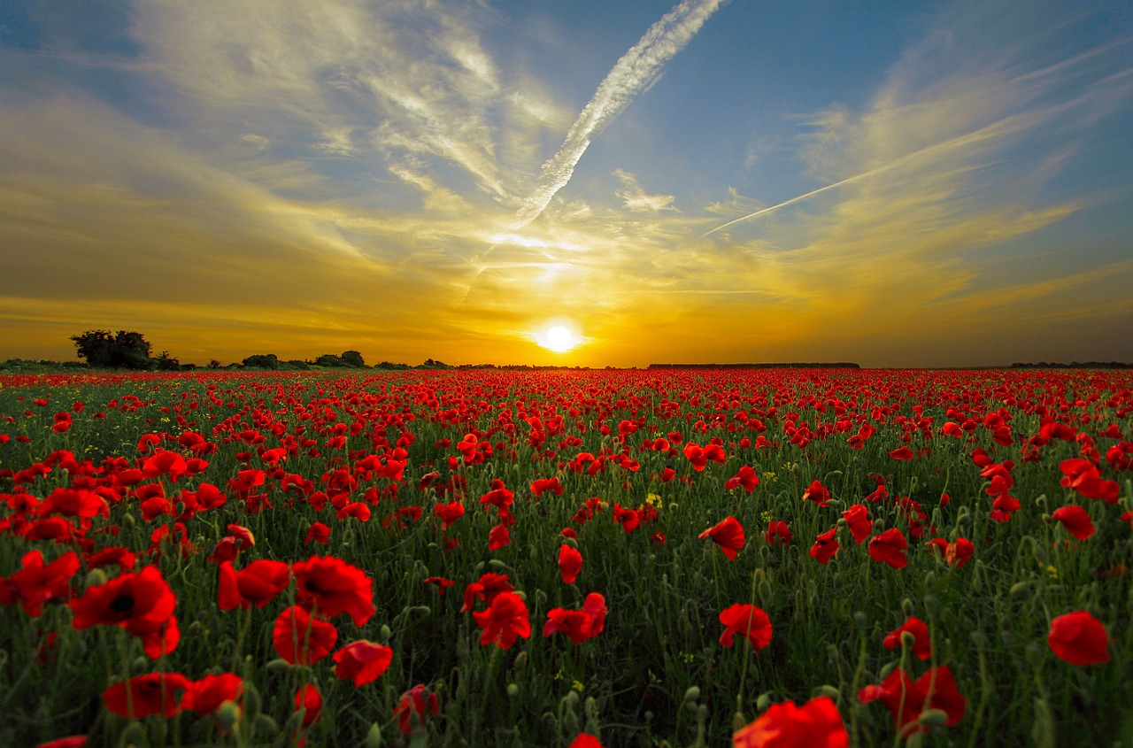 sunset over field of red flowers